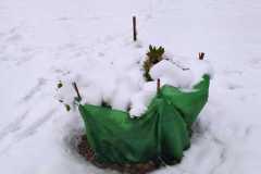 IMG-20210109-WA00941