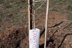 Arbre plantat per dones CUP